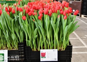 Tulipa Largo ® (1)